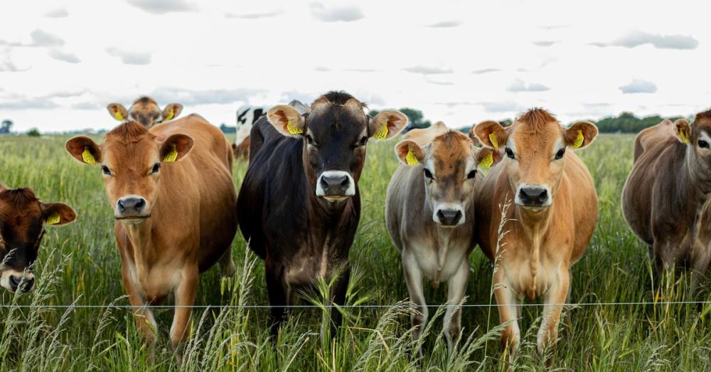 Several jersey cows in a range of colors stand in tall grass near a wire fence. They have yellow tags on their ears.