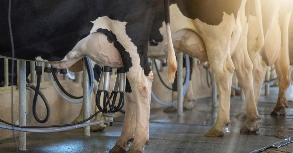 A focus shot of the bottom halves of three cows all in a row with milking cups and milking claws attached to their udders.