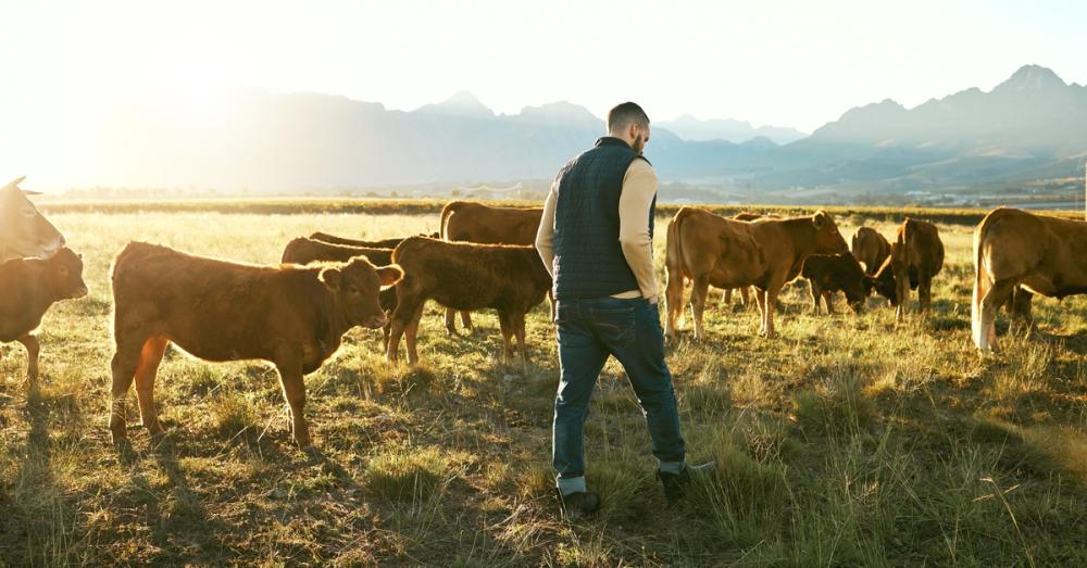 A farmer in jeans and a puffy vest walking through the field with a small herd of brown cows.