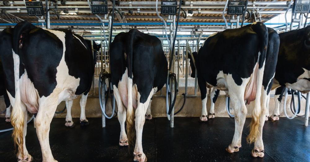 The hinds of a row of four cows with black and white spots. They are not attached to the milking equipment in front of them.