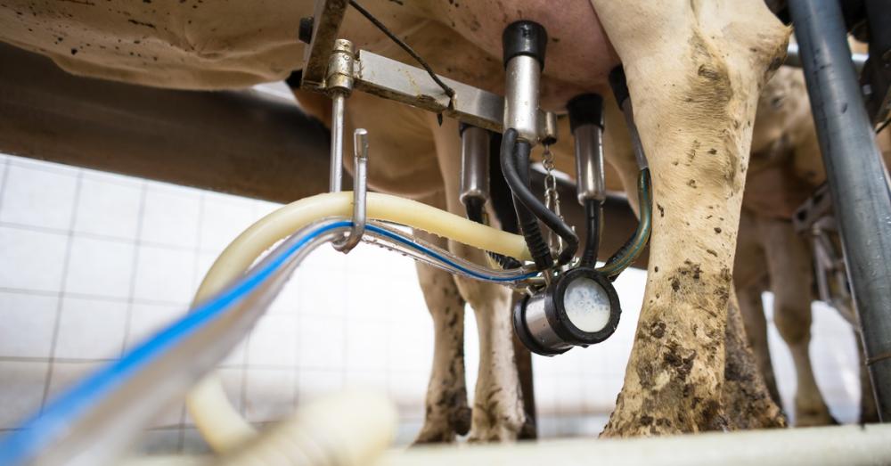A shot underneath a cow, focusing on the udders attached to milking cups, a milking claw, and hoses.