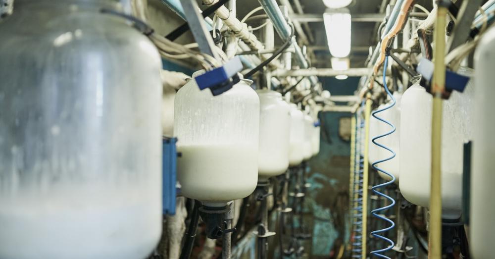 Two long rows of see-through industrial milk receivers filling with milk underneath bright white LED ceiling lights.
