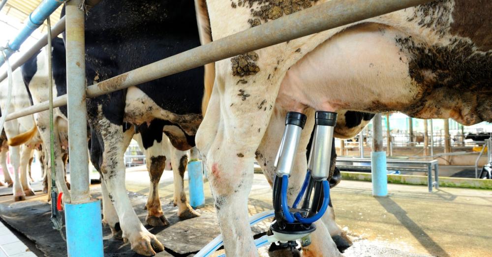 The hindquarters of a row of cows in a milking pen. Only the front most cow has milking cups attached to its udders.