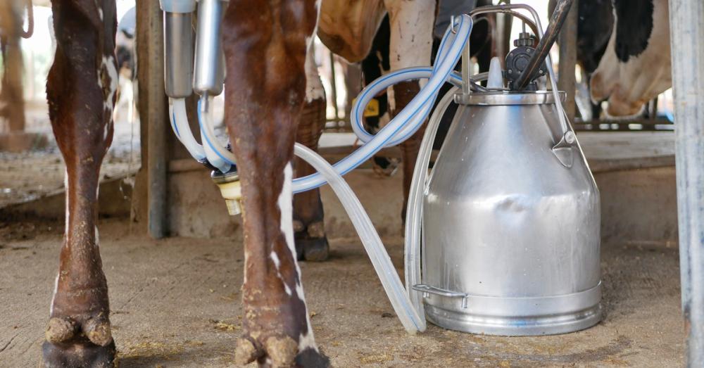 Multiple cows in an area with concrete flooring, with one attached to a milking machine that leads into a metal container.