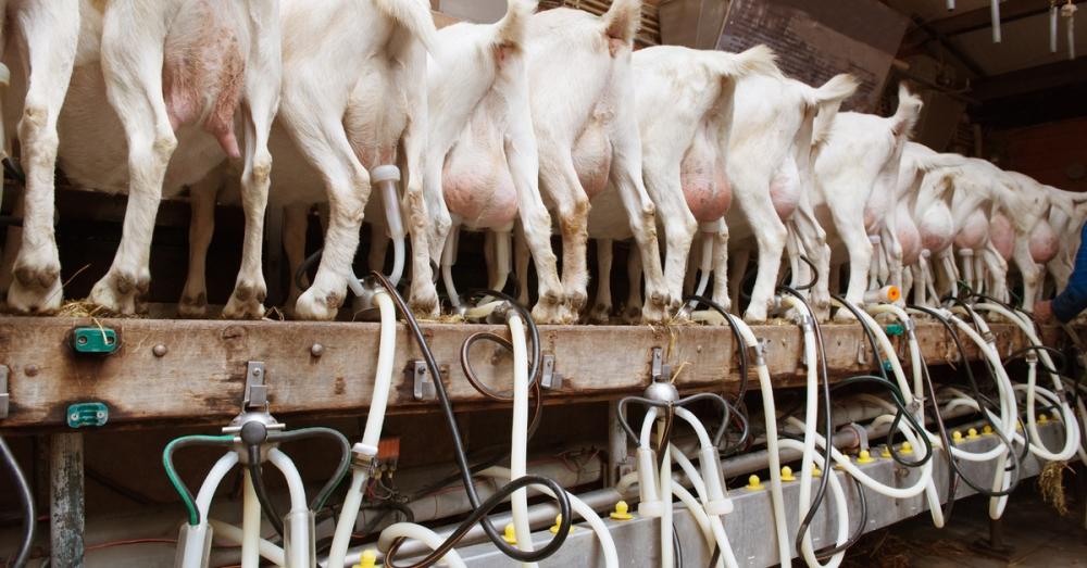 A line of goats standing on a wooden platform as tubing moves to-and-fro underneath, leading to different milking machines.