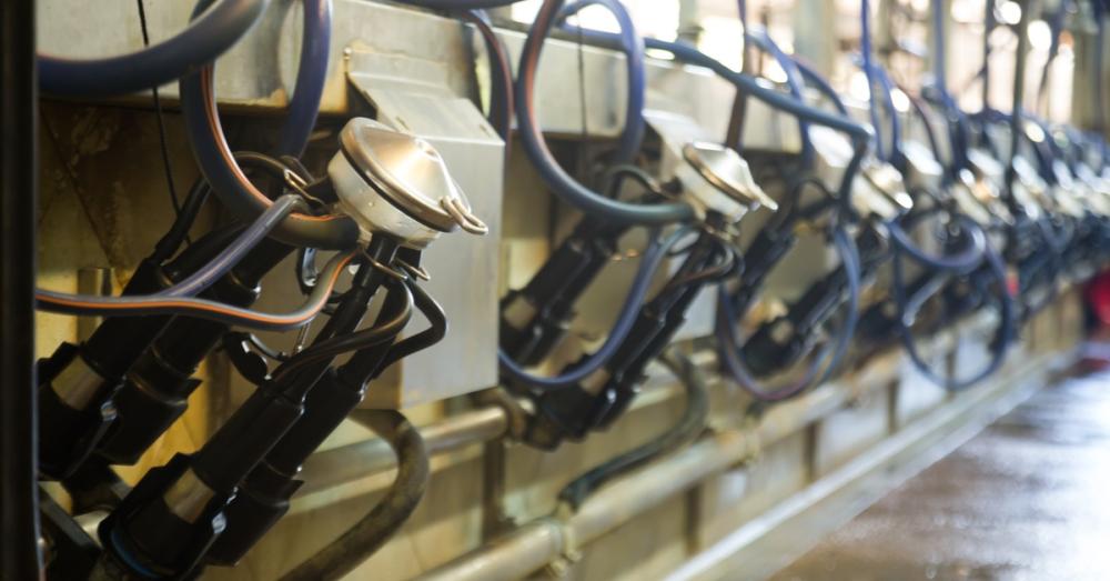 A line of milking equipment with extensive blue tubing installed on the wall of a building at a dairy farm.