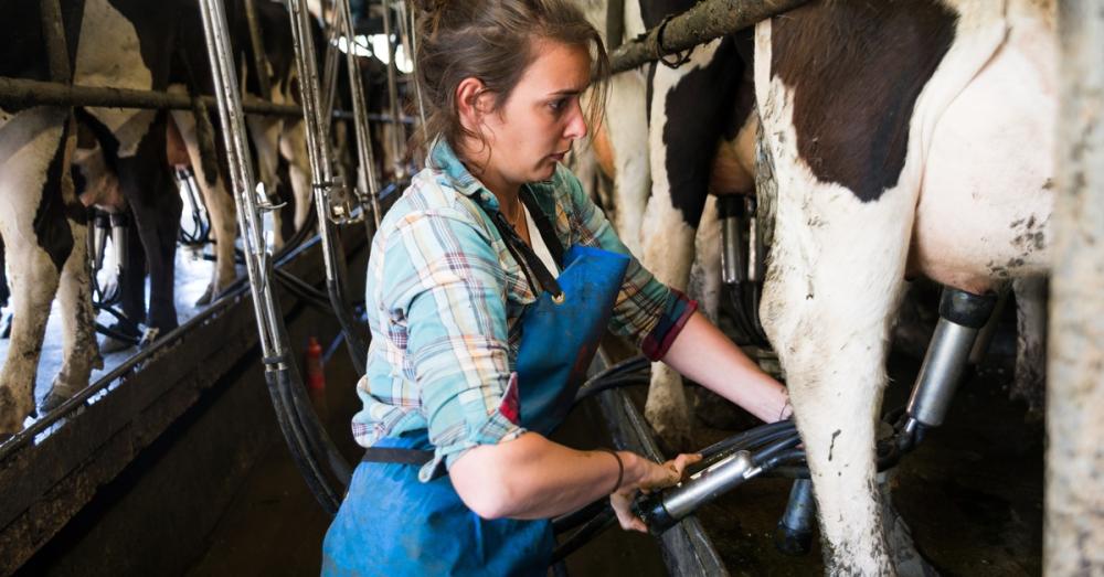 A woman in a blue apron and flannel shirt operating a milking machine attached to a cow at a dairy farm.