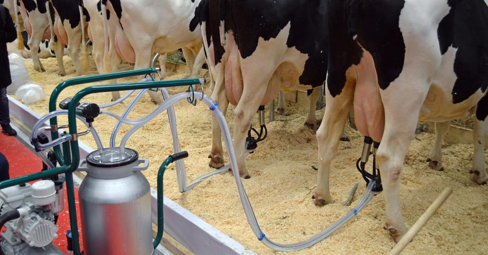 Multiple cows lined up in a stable as a milking machine is positioned behind them and milks two cows at once.