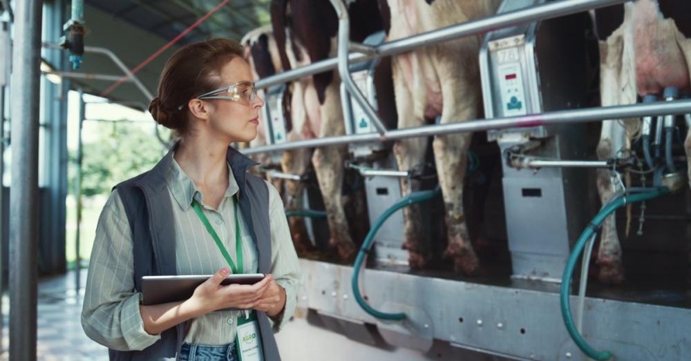 A woman holding a clipboard inspecting the cows and milking equipment they are attached to in a dairy facility.