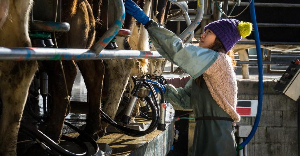 A woman wearing a purple hat, long, large gloves, and an apron holding a milk pump in one hand while standing behind cows.