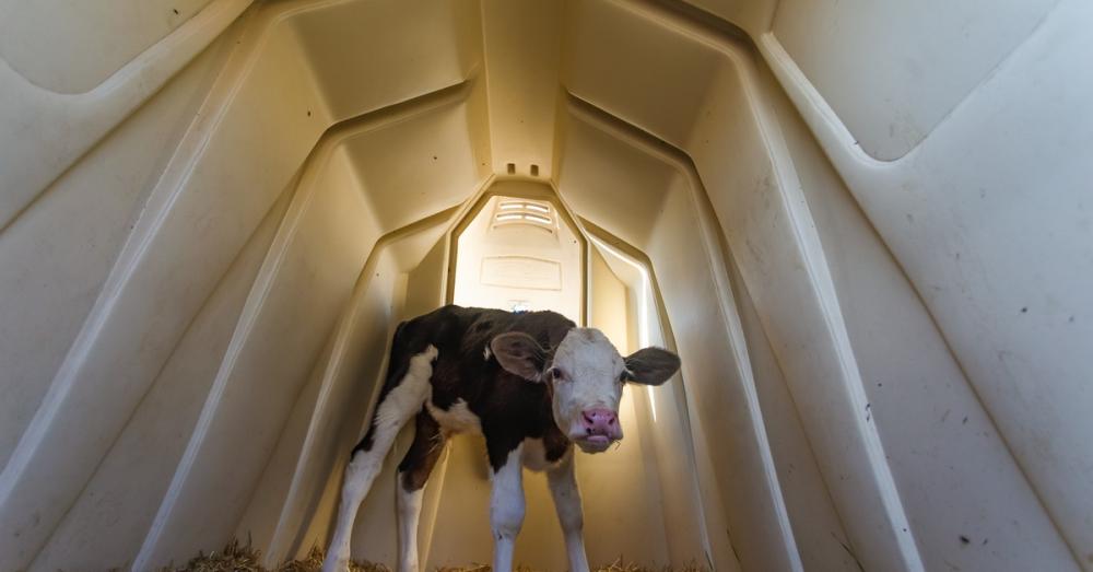 A calf standing in a beige, plastic hutch with wood fibers underneath and a light in the back with ventilation gaps.