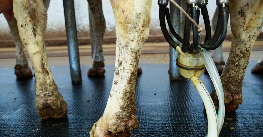 A milking machine dangles from above in between the legs of cows with dirt smeared around its tubing and body.