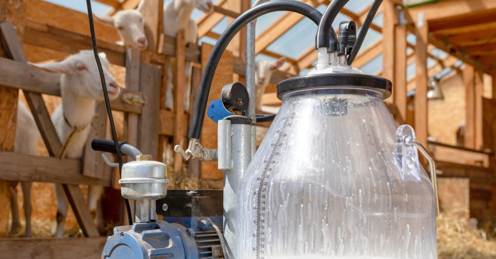 A container of fresh milk attached to a hose and motor. Goats in their stables stand in the background.