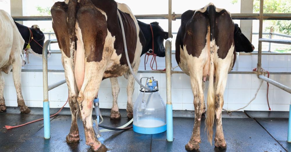 The rears of cows facing against a wall in as they stand in stables with a container receiving milk from one cow.