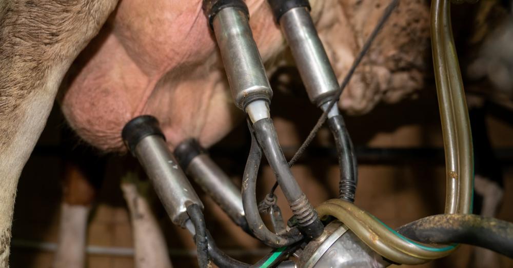 A close-up of a milking claw attached to the udders of a cow. There is milk visible in the claw's milking bowl.
