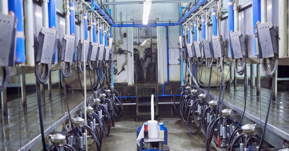 Two rows of milking equipment line a walkway in a dairy. Black hoses run from the milking clusters to blue pipes above.