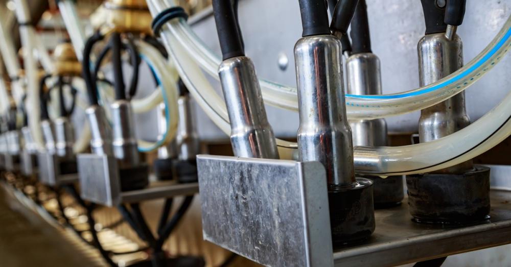 Close-up of mounted milking clusters. Black rubber lines and clear hoses with blue stripes attach to the fittings.