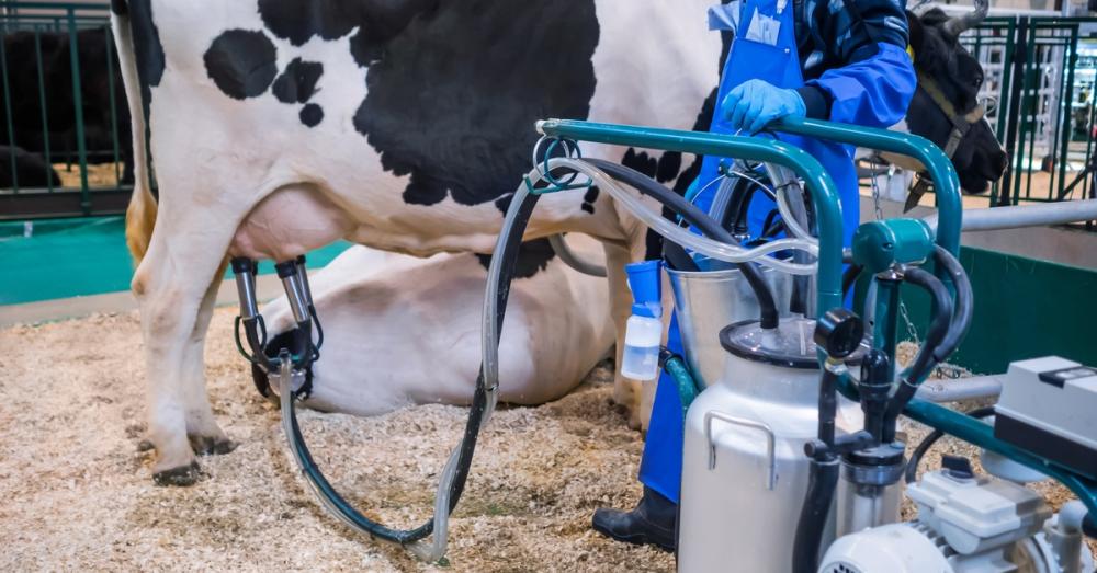 A cow with a milking suction machine attached to its utters next to a worker in a blue apron operating the machine.