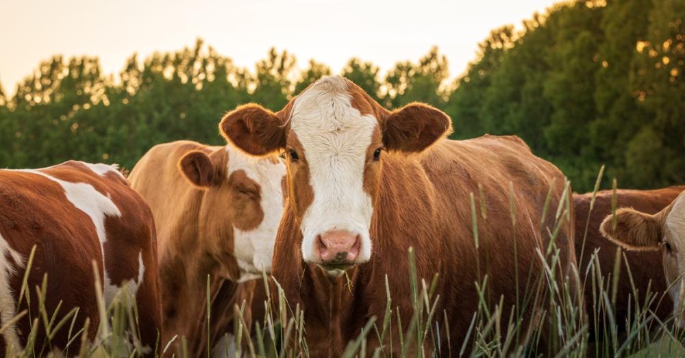 A group of brown and white cattle gathers in a grassy field at sunset. The cow in the center looks at the viewer.