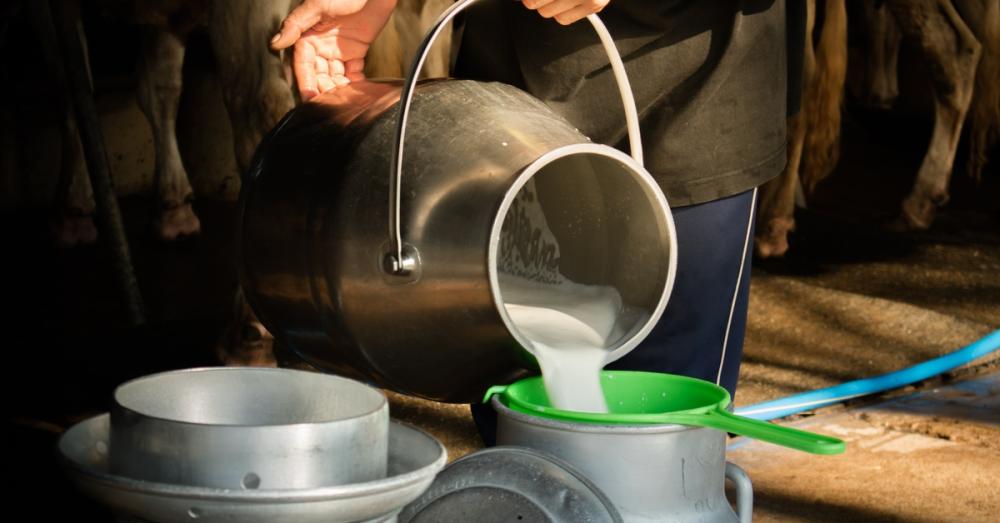 A person pours milk from a metal bucket into a container fitted with a green strainer. Other containers sit nearby.