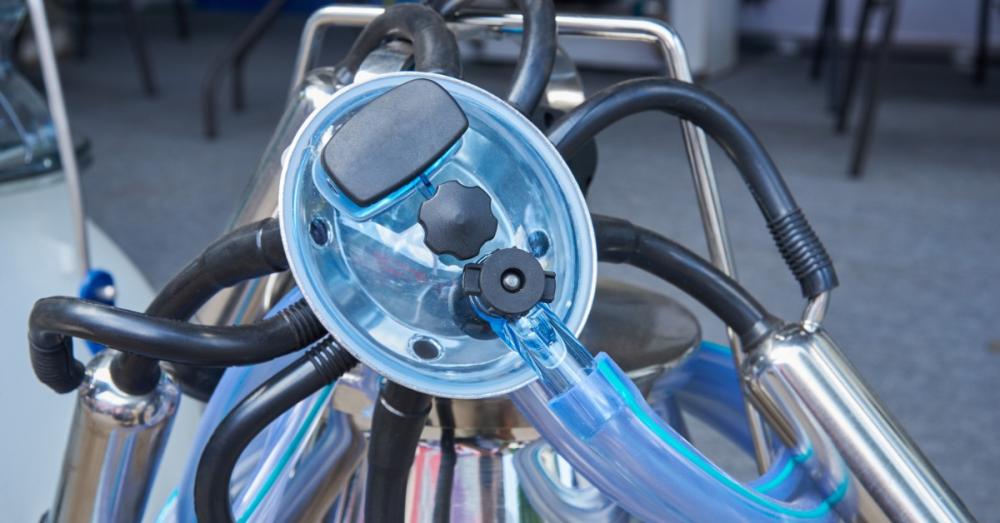 A stainless steel milking bucket has black hoses, clear blue tubing, and metal teat cups attached to a transparent lid.