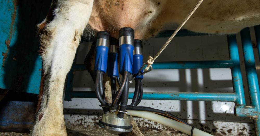 Close-up of a cow’s udder with four blue-and-metal teat cups attached. Hoses connect the cups to a milking claw.