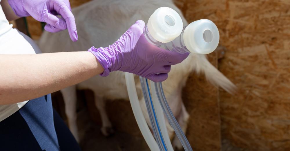 A worker wearing lavender colored gloves holds the two teat cups of a portable milker. A goat stands behind her.