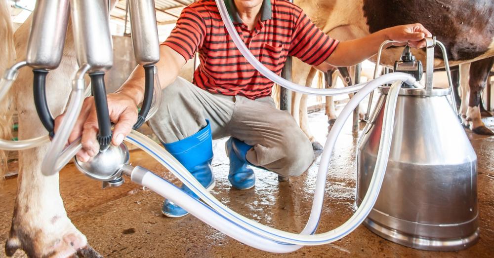 A dairy worker presses on a milking machine cluster that is attached to a cow's udder. The milk pail is stainless steel.
