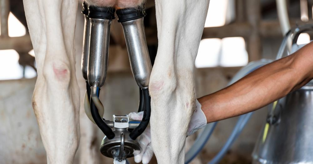 View from behind a cow as a worker adjusts teat cups on the cow's udder. The cups have metal shells and rubber liners.