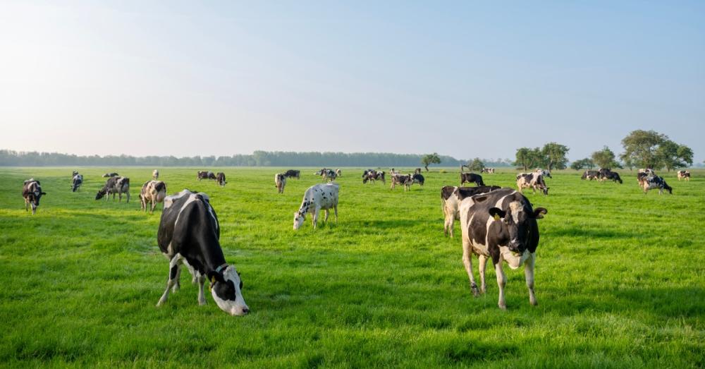 A herd of black-and-white Holstein dairy cows grazes across a wide green pasture under a clear blue sky.
