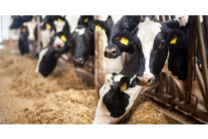 Several black and white dairy cows are eating hay through metal bars. Each cow has a yellow tag in their ears.