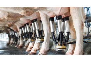 A row of dairy cows in a milking parlor, with stainless-steel and rubber milking clusters attached to their udders.