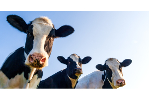 Three black and white Holstein cows gaze downward at the viewer. The sky is blue and the sun shines on the cows.