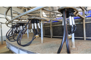 Milking clusters hang in clean and empty milking pens. Each cluster includes a milk claw, shells, liners, and tubing.