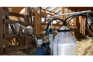 A portable milking machine has a clear bucket that is half full of milk. Several goats and a cow are behind the machine.