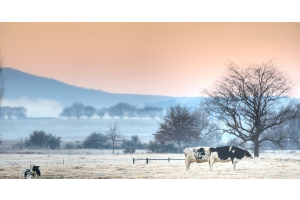 Three cows stand or lie in a winter landscape that features a frosty pasture, leafless trees, and an orange sky.