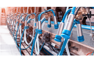 A row of clean milking clusters hangs behind cows in a milking parlor. The milk hoses and teat cup liners are blue.