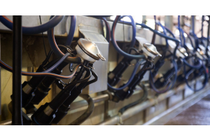 All About the Types of Milking Systems in Dairy Farming