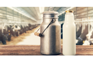 A metal milk can is next to a clear glass bottle filled with white milk. In the background, rows of cows are in a barn.