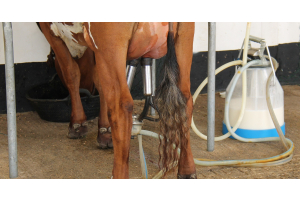 A milking machine is attached to a brown cow's udder. Clear hoses run from the unit to a clear, plastic milk bucket.