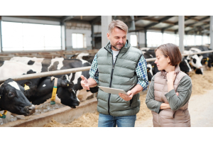 Two people walk through a barn and look at a tablet together. A row of black-and-white cows eats hay beside them.