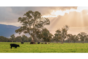 Cattle graze in a pasture beneath trees and a cloudy sky. Sunlight breaks through the clouds over the distant hills.