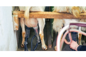 Two goats stand in a milking area with milking inflations attached to their teats. Black hoses run from the inflations.