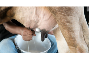 A seated person hand-milks a cow. The two streams of milk flow into a metal milk pail that's between the person's knees.