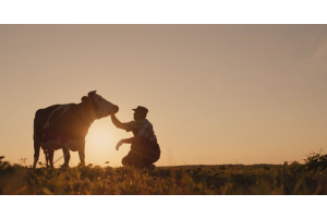 A silhouetted farmer crouches next to a cow in a grassy pasture. Warm golden light fills the sky behind them.
