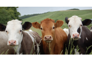 A brown cow and two black-and-white cows stand in a grassy pasture with gently sloping hills behind them.