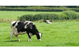A black-and-white dairy cow grazes in a bright green pasture. Two more cows lie in the grass in the distance.