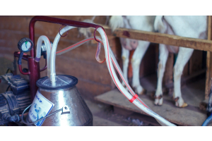 A portable goat milking machine sits beside a stall. Two white goats stand behind a wooden rail in the background.