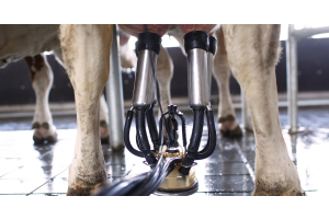 A close-up of the bottom half of a singular cow with its udder attached to milking cups and a milking claw.