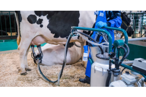 A working holding the bars of a portable milking machine attached to a singular black and white cow. Another cow is lying down.